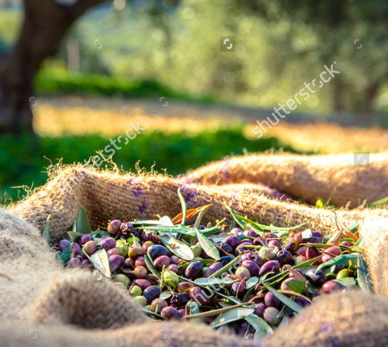 tenuta-4